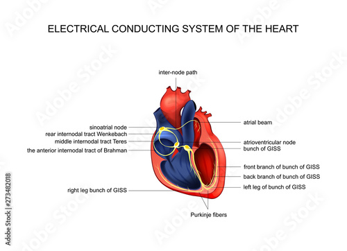 electric conducting system of the heart photo