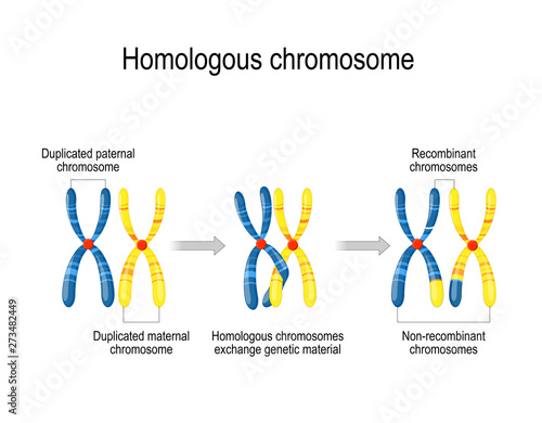 maternal & paternal homologous