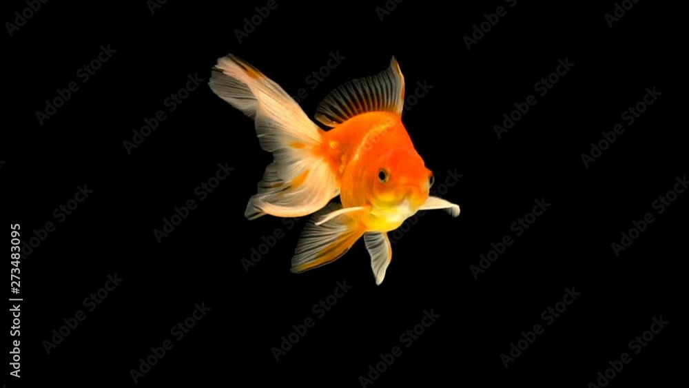 Goldfish swimming on black background Goldfish swimming on black background