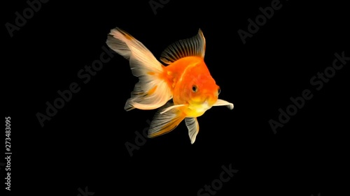 Goldfish swimming on black background photo