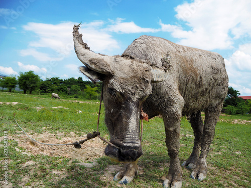 Closeup of Buffalo that muddy water Eating grass in the field Finished harvesting rice.