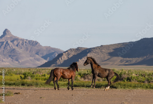 Pair of Wild Horse Stallions Fighting