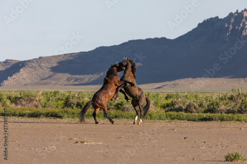 Pair of Wild Horse Stallions Fighting