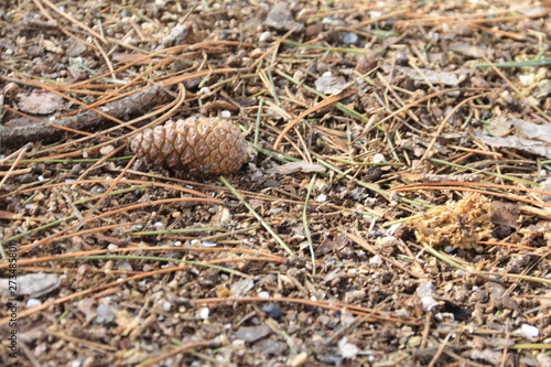 a cone in the forest