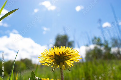 yellow dandelion in the field