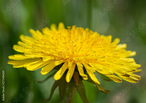 dandelion in grass