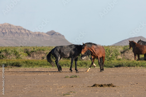 Pair of Wild Horse Stallions Fighting
