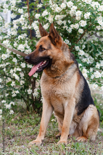 german shepherd dog © idda118
