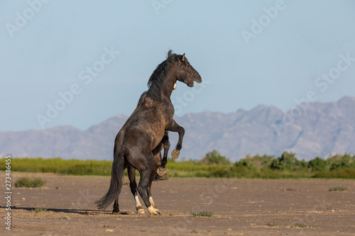 Pair of Wild Horse Stallions Fighting