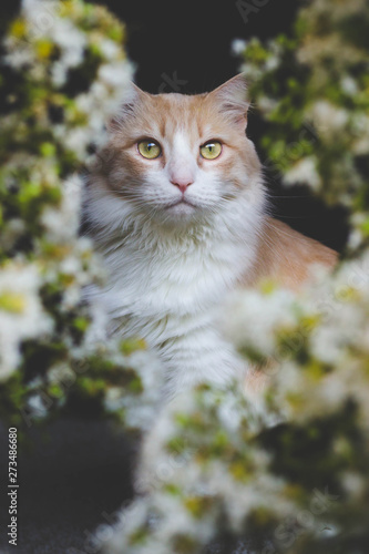Cat Hidden Behind Flowers
