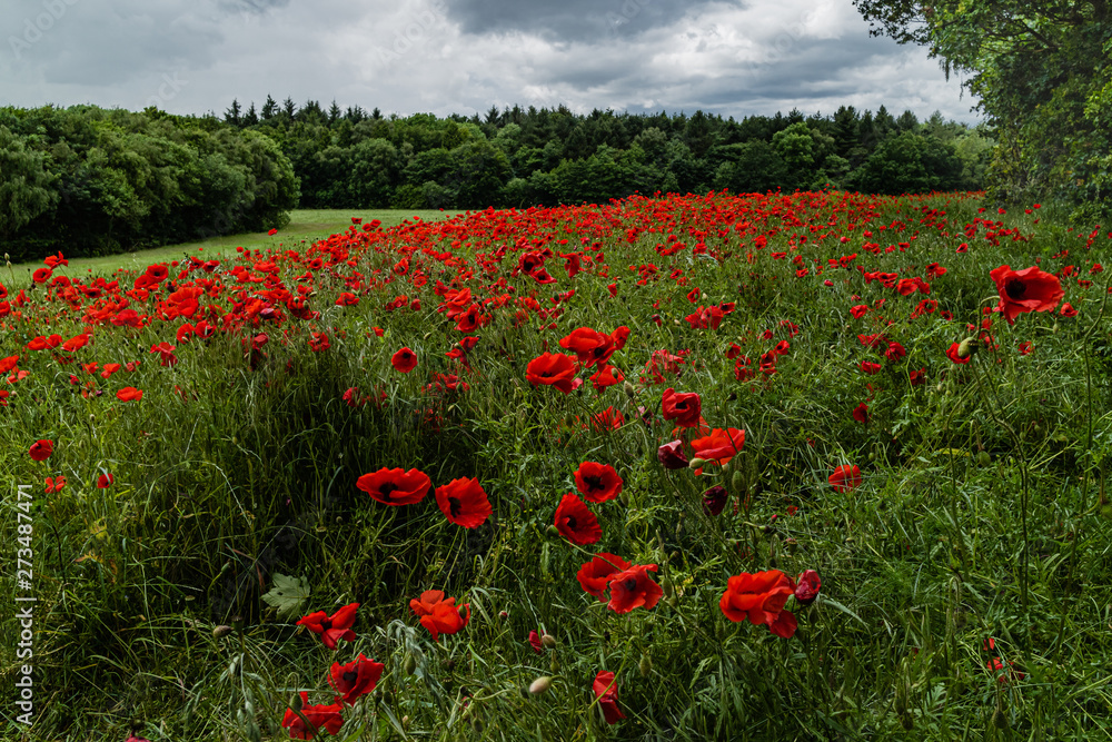 Poppies in a field on a stormy afternoon