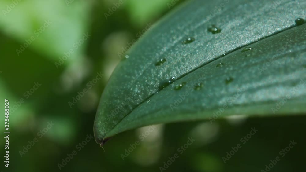 Raindrops falling on a green leaf in the forest Raindrops falling on a green leaf in the forest