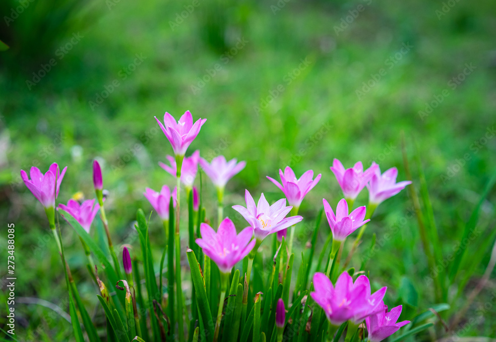 Pink flowers.Siam Tulip in the garden with green background Pink flowers.Siam Tulip in the garden with green background