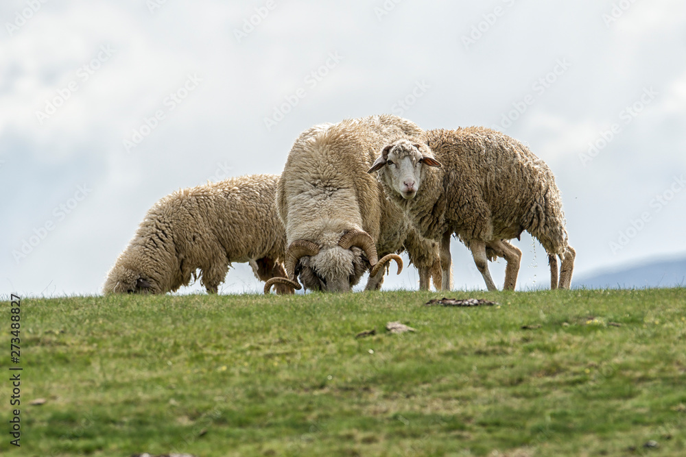 Obraz premium Lambs and sheeps on a green field