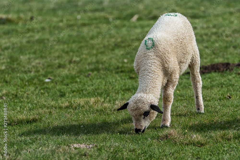 Lambs and sheeps on a green field Lambs and sheeps on a green field