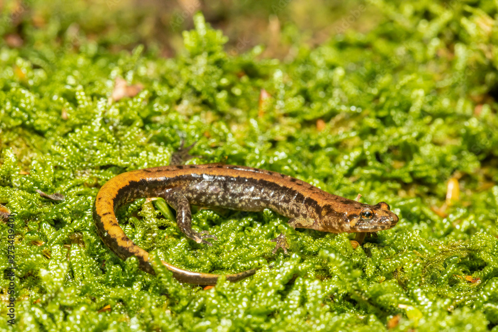 Naklejka premium Allegheny mountain dusky salamander - Desmognathus ochrophaeus