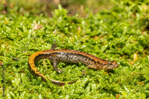 Allegheny mountain dusky salamander - Desmognathus ochrophaeus