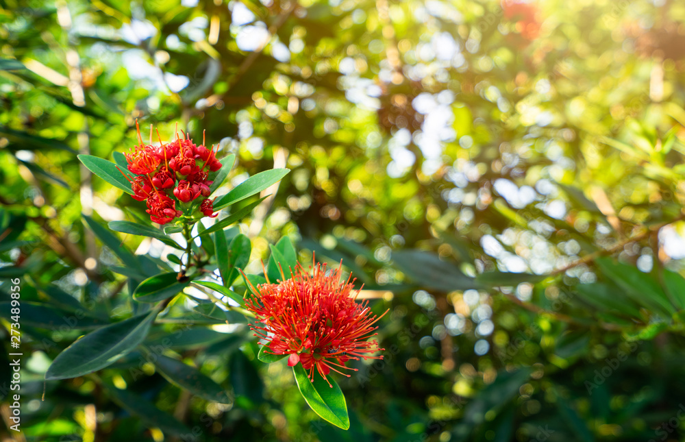 Australian Eucalyptus red flowers on tree in the garden Australian Eucalyptus red flowers on tree in the garden