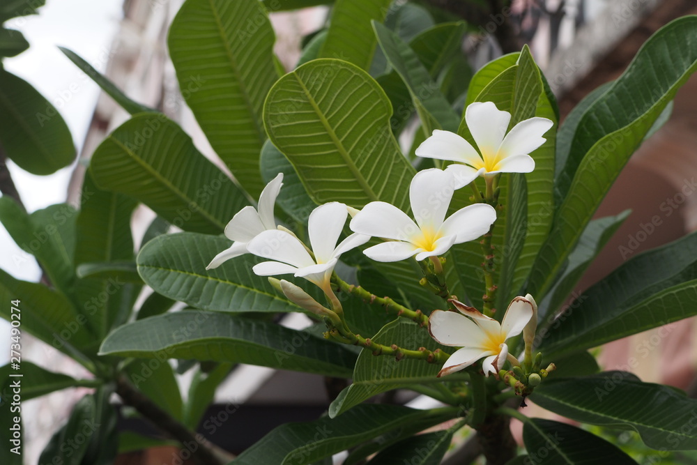 Temple tree flowers, Apocynaceae Frangipani or Plumeria Temple tree flowers, Apocynaceae Frangipani or Plumeria