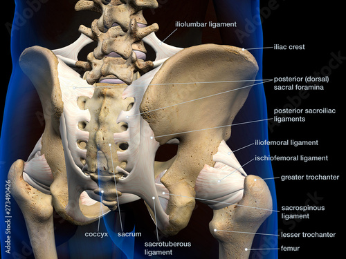 Pelvic and Hip Ligaments, Labeled Posterior View on Black photo