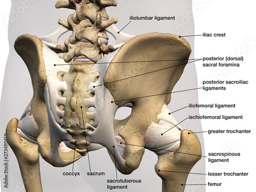 Pelvic and Hip Ligaments, Labeled Posterior View, 3D Rendering photo