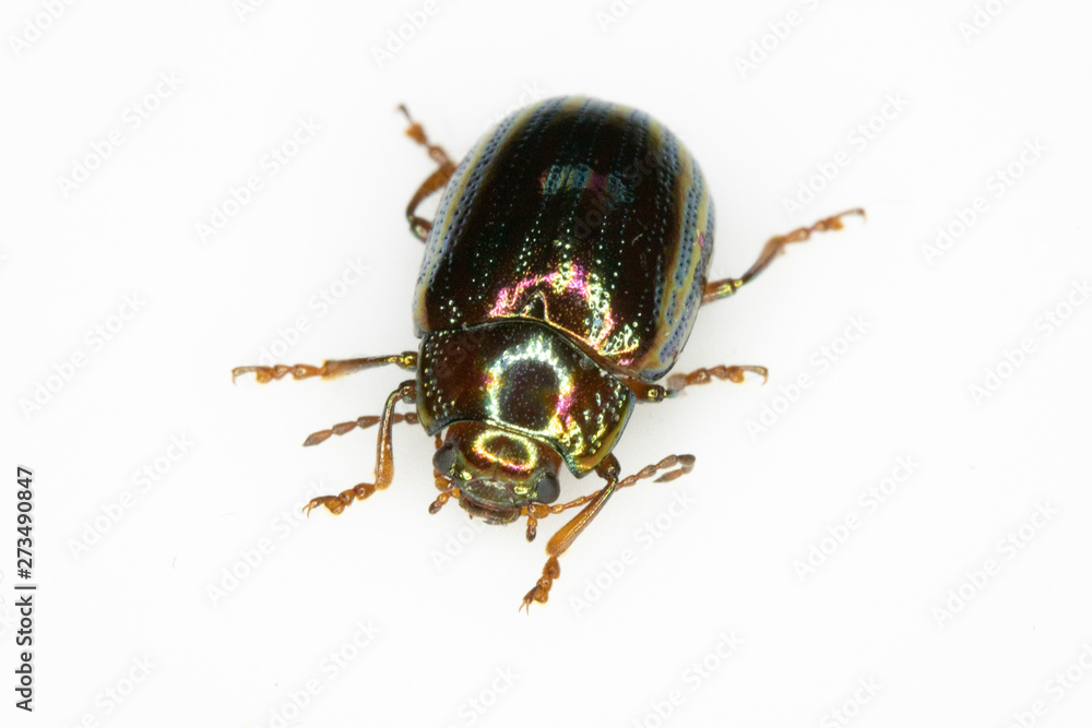 A Rosemary Leaf Beetle Close Up Shiny Insect A Rosemary Leaf Beetle Close Up Shiny Insect