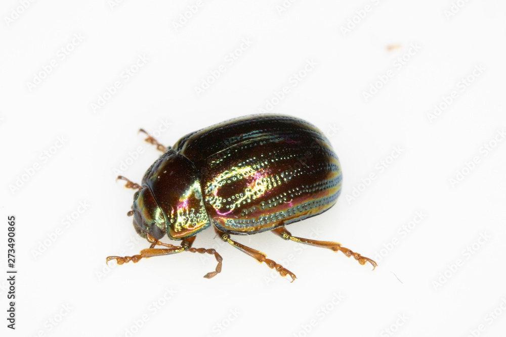A Rosemary Leaf Beetle Close Up Shiny Insect A Rosemary Leaf Beetle Close Up Shiny Insect