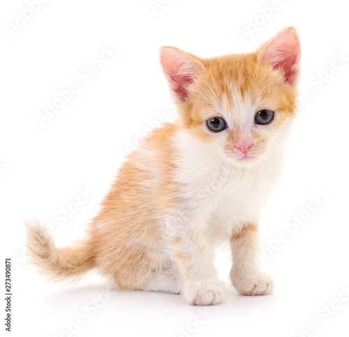 Small brown kitten.