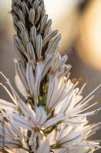 close up of white asphodel flower pistils on a blurry background  creative design
