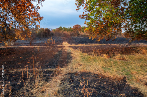 Wanstead flats after the fire photo