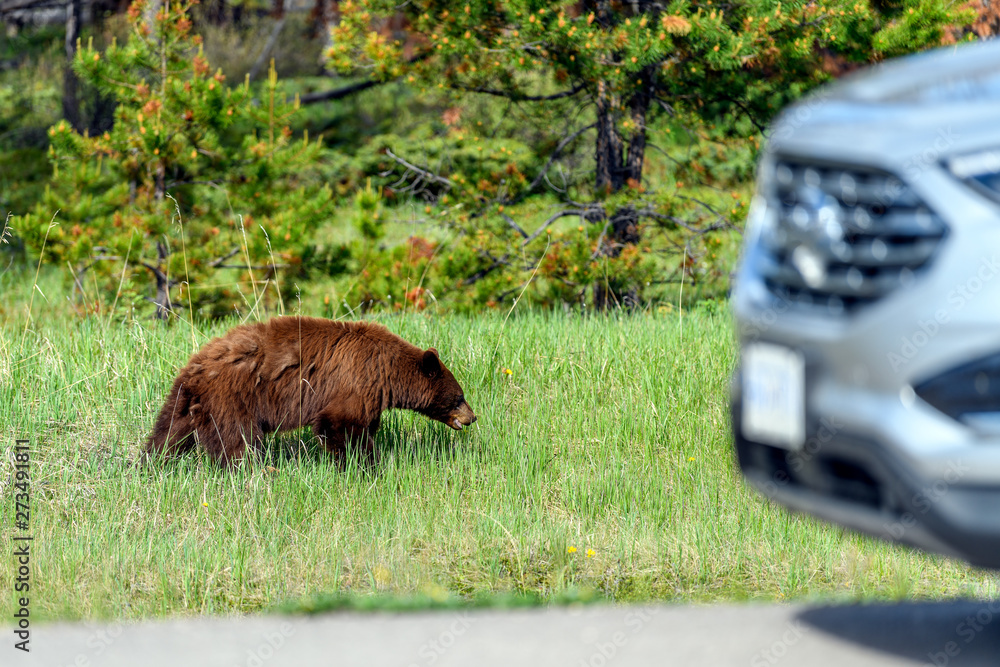 Dangerous wildlife encounter with an american black bear (Ursus