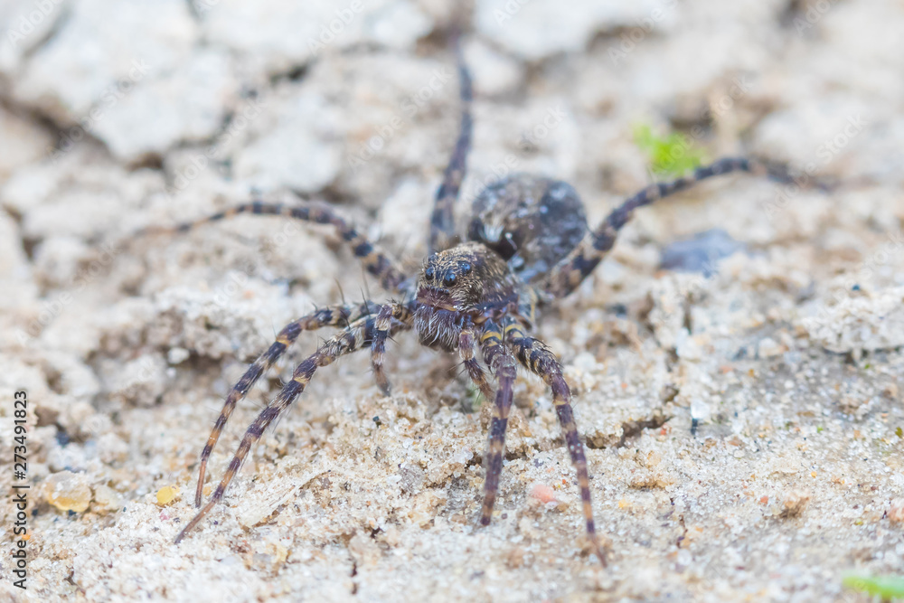 The macro shot of the small beautiful spider on the soil and sand in the sunny summer or spring day