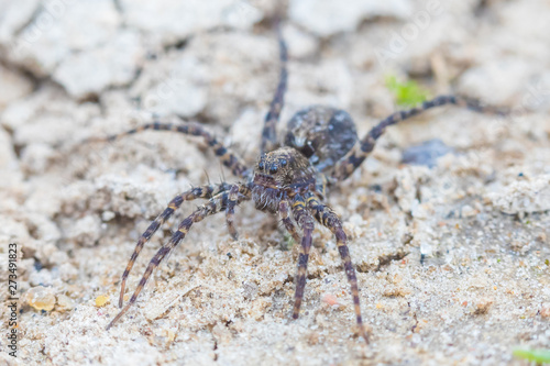 The macro shot of the small beautiful spider on the soil and sand in the sunny summer or spring day