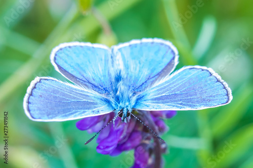 The macro shot of the beautiful blue butterfly on the little purple flower in the warm sunny summer weather