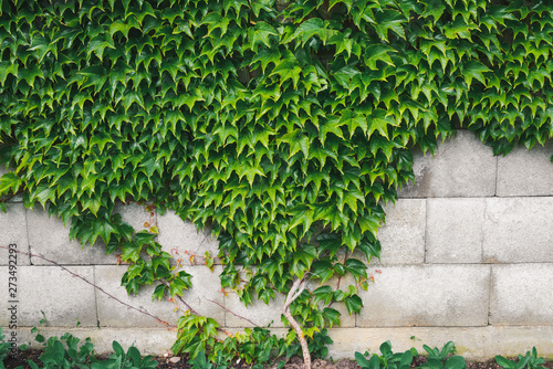 Home and Garden Decoration With Green Boston Ivy Leaf on Concrete Block Wall, Natural Tree Gardening Outdoor Abstract Background., Beautiful Nature Green Leaves Plantation