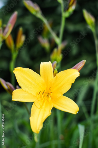 Yellow daylily flower on green background