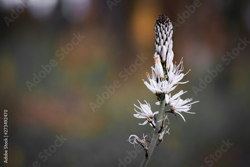 close up of white asphodel flower pistils on a blurry background, creative design photo
