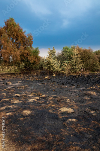 Wanstead flats after the fire photo