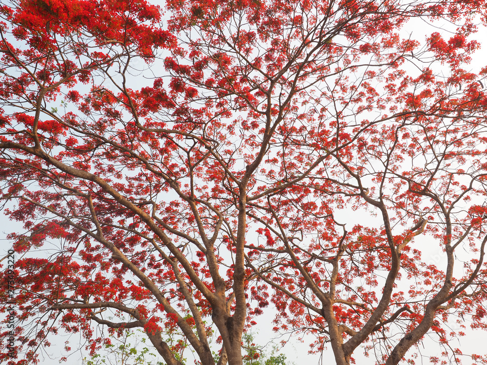 Flamboyant flowers blooming in park in morning. Flamboyant flowers blooming in park in morning.