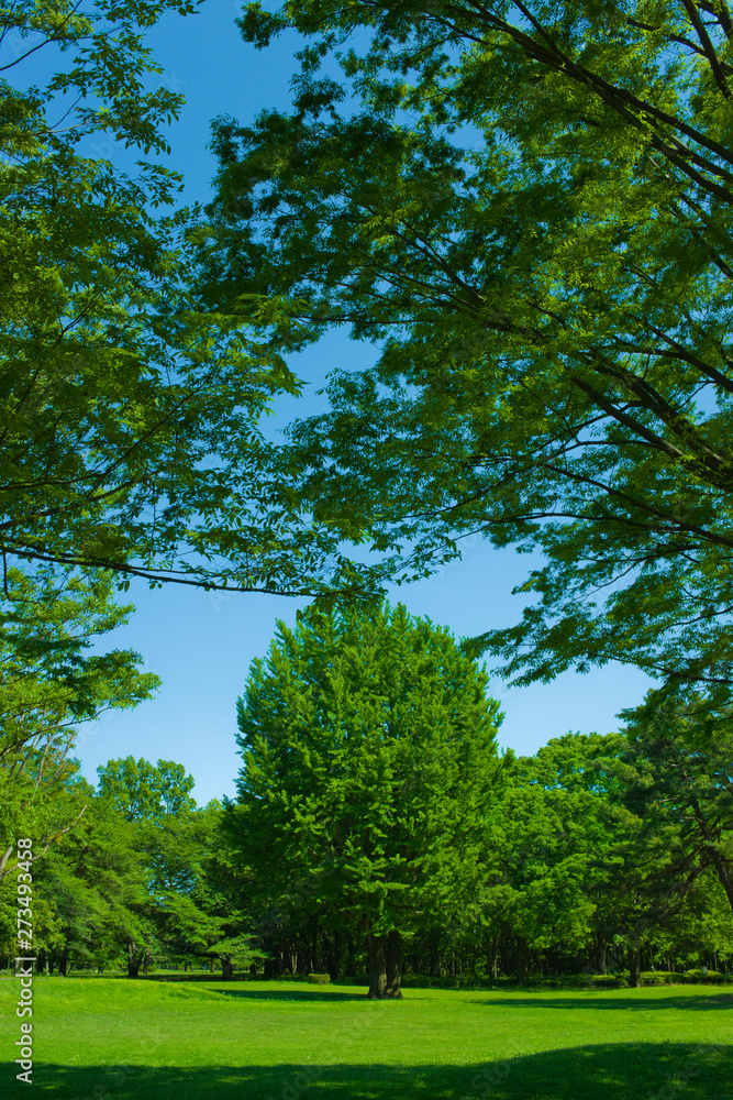 Fototapeta premium Green park