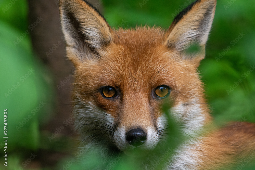 Red Fox in the woods at summertime Red Fox in the woods at summertime