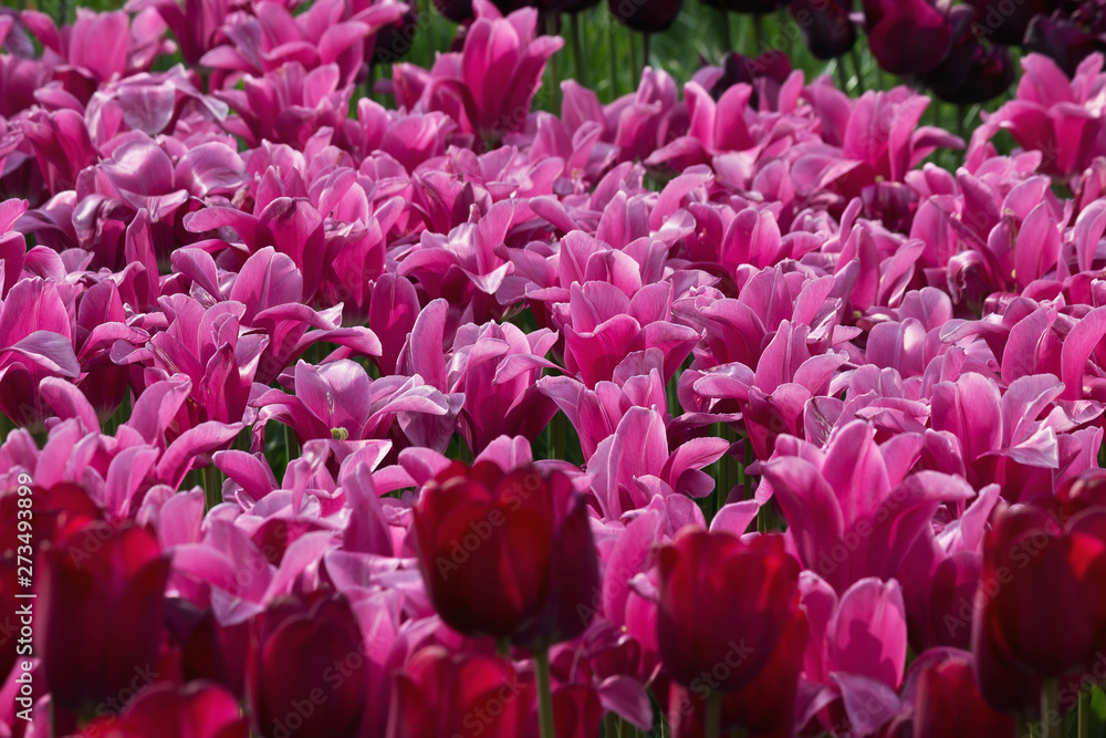 Obraz premium flowerbed with pink and purple tulips in the park