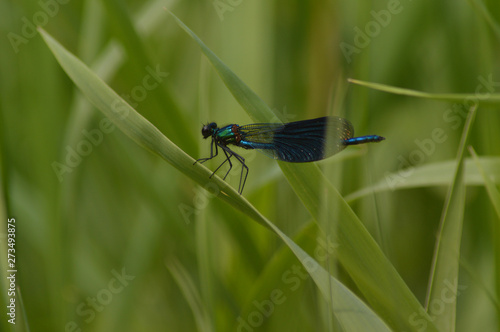 Gebänderte Prachtlibelle (Calopteryx splendens) - männlich  photo