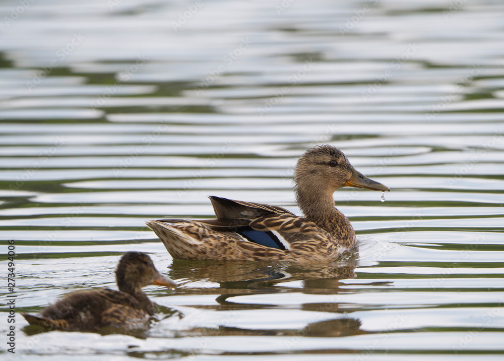 Close up Wild Female Mallard duck, wingeon, with young duckling. Anas platyrhynchos leaving the water hiding in reeds. Beauty in nature. Spring time. Birds swimming on lake. Close up Wild Female Mallard duck, wingeon, with young duckling. Anas platyrhynchos leaving the water hiding in reeds. Beauty in nature. Spring time. Birds swimming on lake.