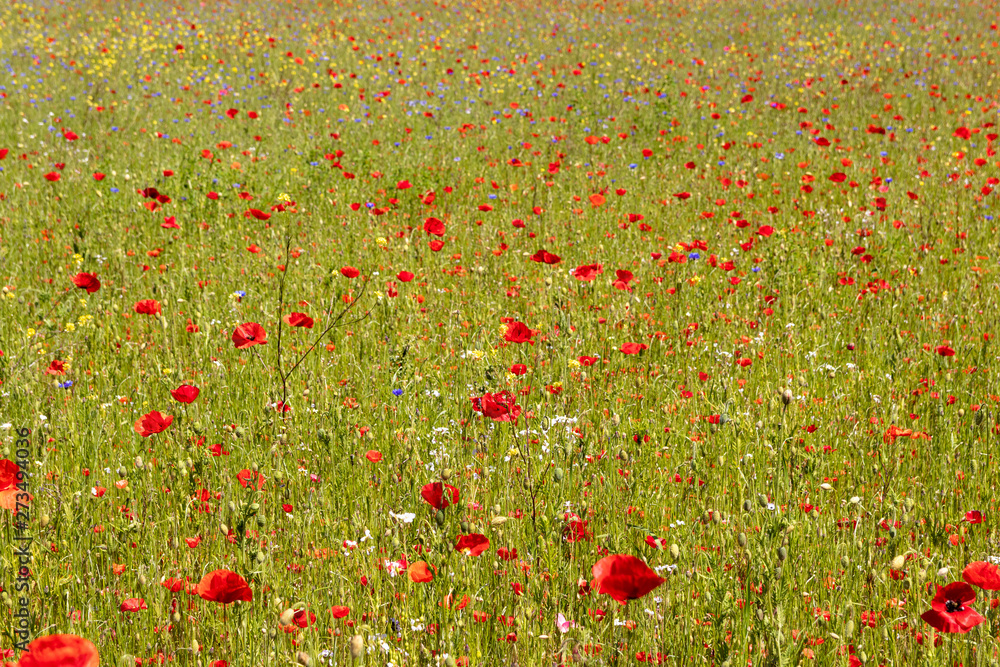 Green field sprinkled with red poppies