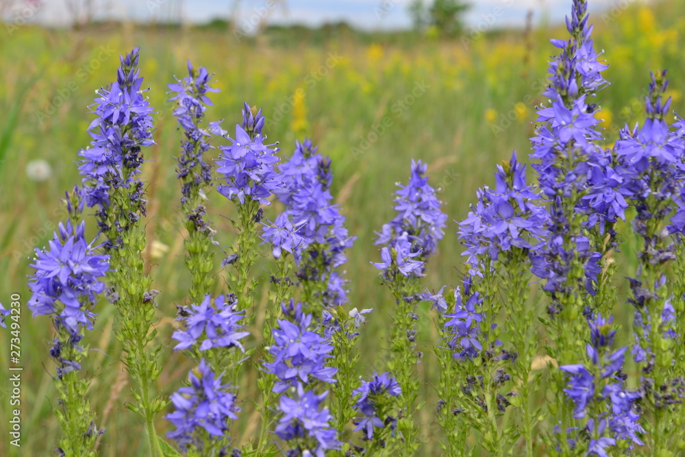 Fototapeta premium summer wildflowers