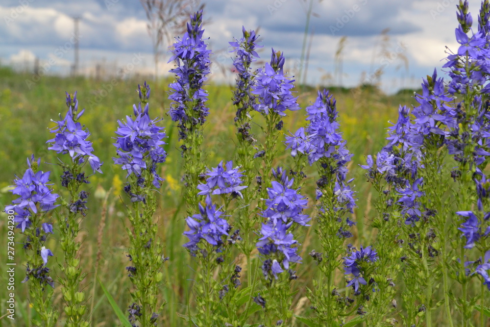 Naklejka premium summer wildflowers