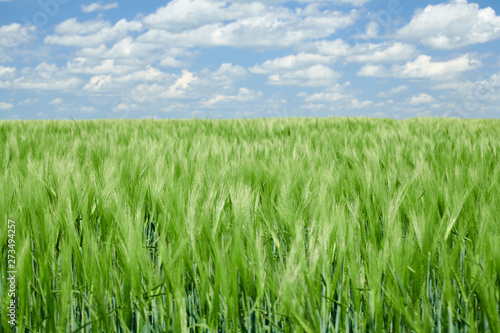 Green wheaten sprouts in the field and cloudy sky. Bright spring landscape.