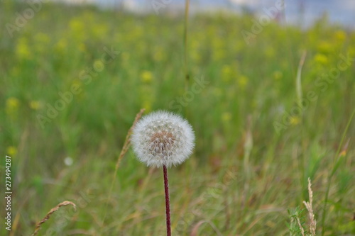 summer wildflowers