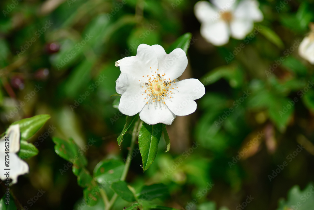 Beautiful white spring flowers with green background Beautiful white spring flowers with green background